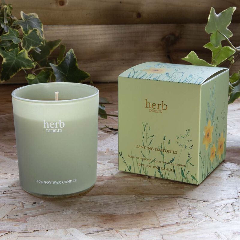 Dancing Daffodils 40 Hour Soy Wax Boxed Candle From Herb Dublin  235g