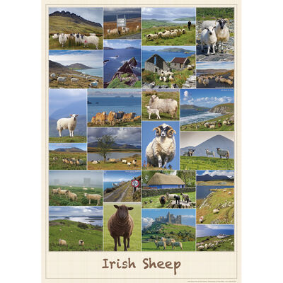 Irish Sheep Poster 